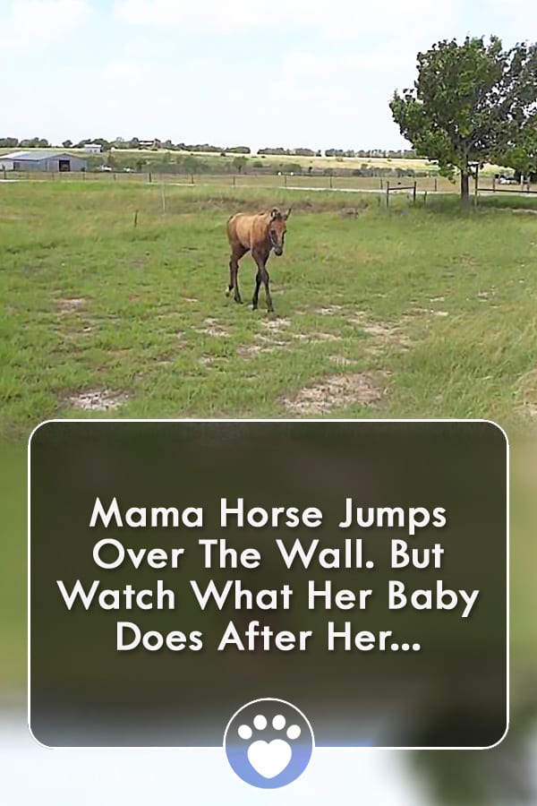Mama Horse Jumps Over The Wall. But Watch What Her Baby Does After Her...