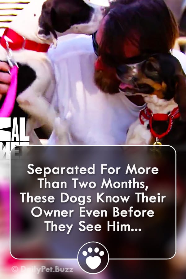 Separated For More Than Two Months, These Dogs Know Their Owner Even Before They See Him...