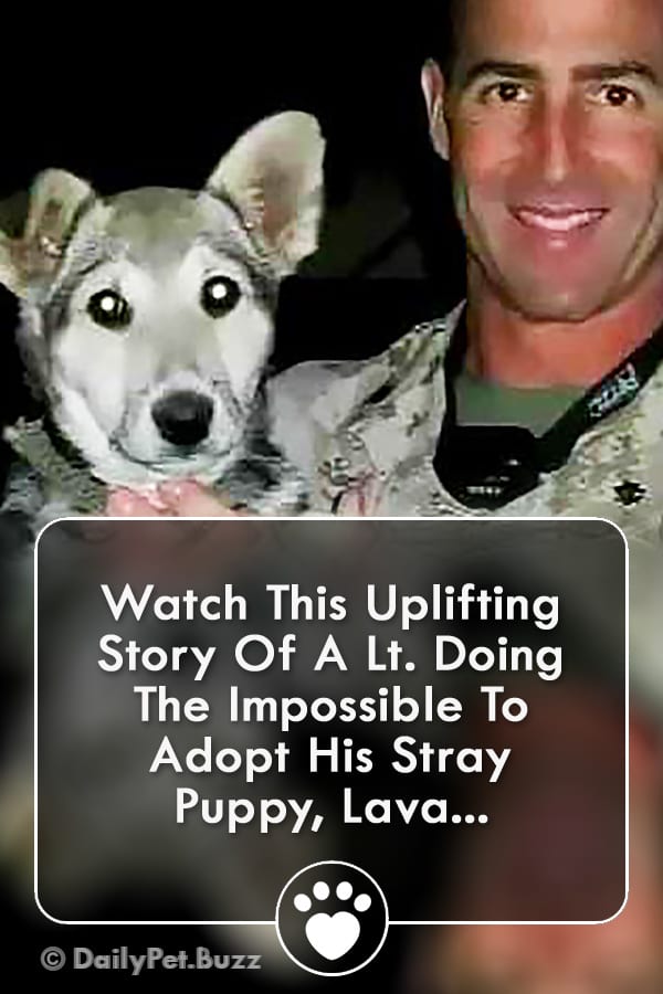 Watch This Uplifting Story Of A Lt. Doing The Impossible To Adopt His Stray Puppy, Lava...