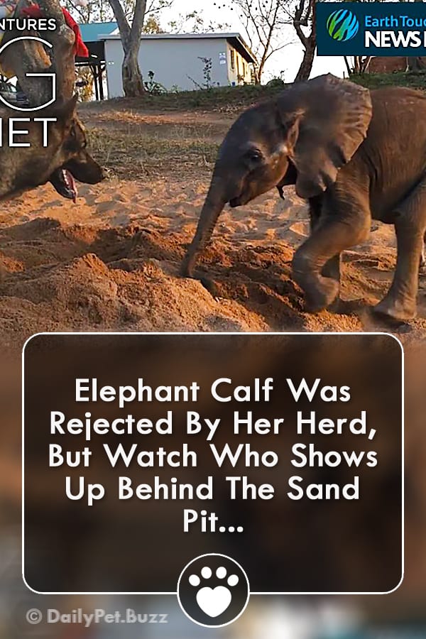 Elephant Calf Was Rejected By Her Herd, But Watch Who Shows Up Behind The Sand Pit...