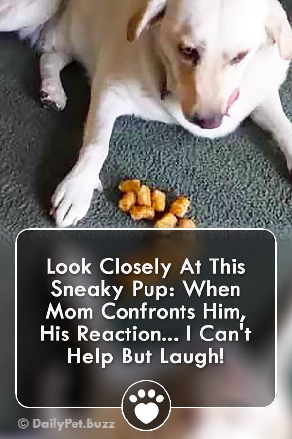 Look Closely At This Sneaky Pup: When Mom Confronts Him, His Reaction... I Can\'t Help But Laugh!