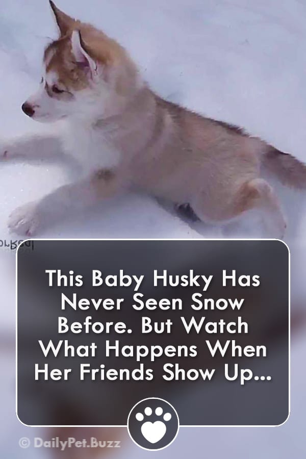 This Baby Husky Has Never Seen Snow Before. But Watch What Happens When Her Friends Show Up...