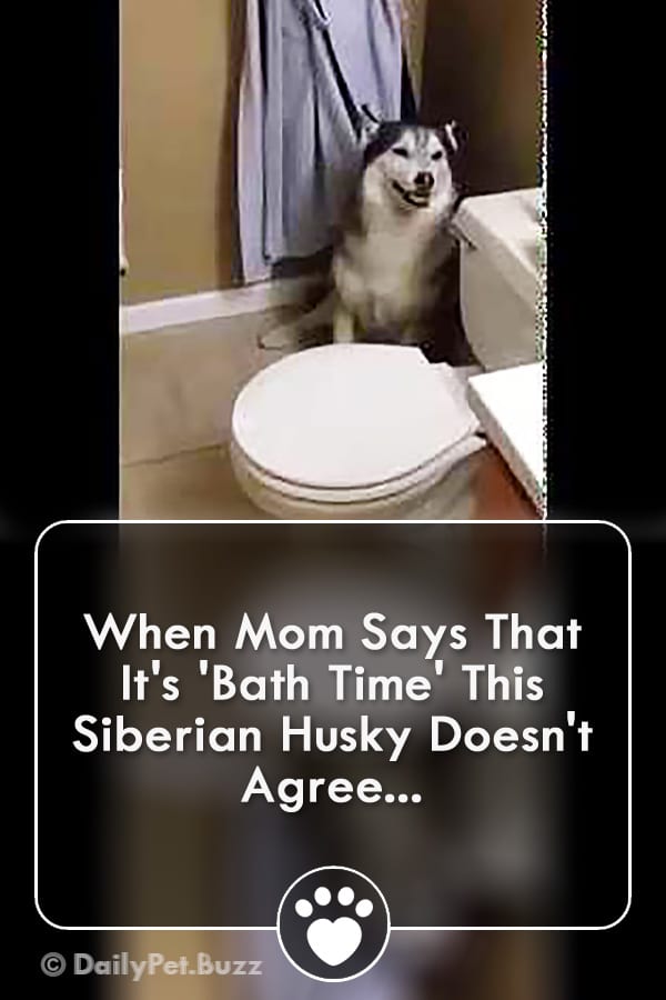 When Mom Says That It\'s \'Bath Time\' This Siberian Husky Doesn\'t Agree...