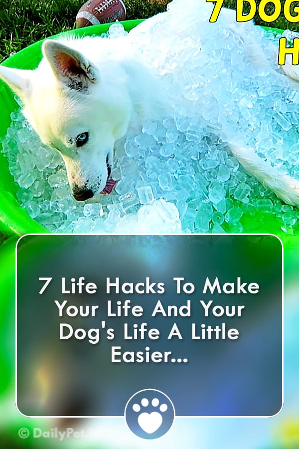 7 Life Hacks To Make Your Life And Your Dog\'s Life A Little Easier...