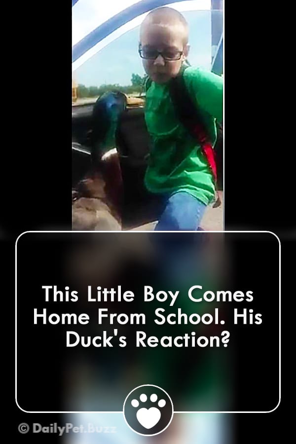 This Little Boy Comes Home From School. His Duck\'s Reaction?