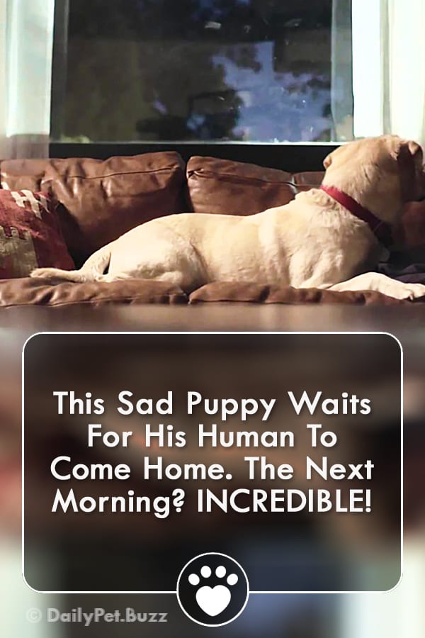 This Sad Puppy Waits For His Human To Come Home. The Next Morning? INCREDIBLE!
