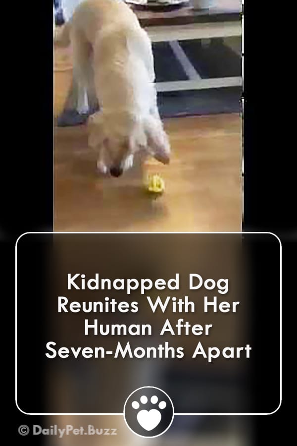 Kidnapped Dog Reunites With Her Human After Seven-Months Apart