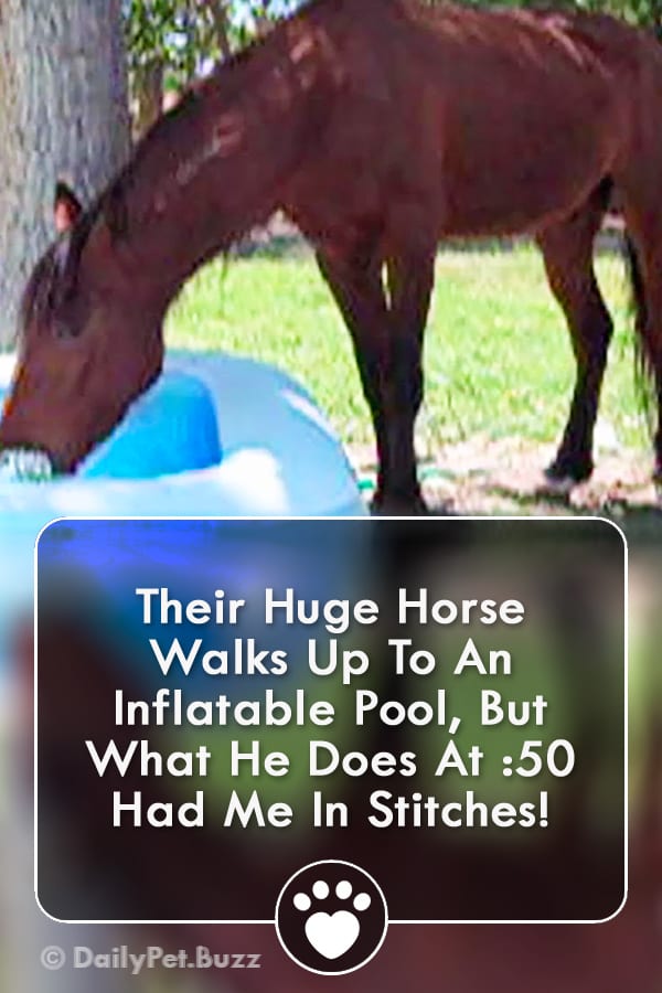Their Huge Horse Walks Up To An Inflatable Pool, But What He Does At :50 Had Me In Stitches!