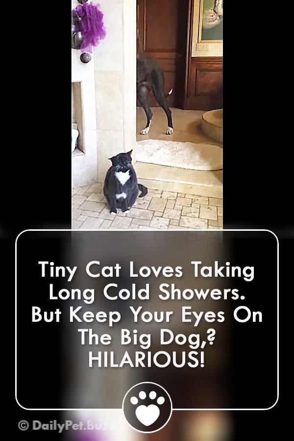 Tiny Cat Loves Taking Long Cold Showers. But Keep Your Eyes On The Big Dog,? HILARIOUS!