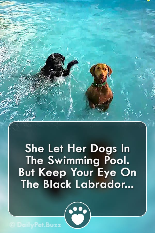 She Let Her Dogs In The Swimming Pool. But Keep Your Eye On The Black Labrador...