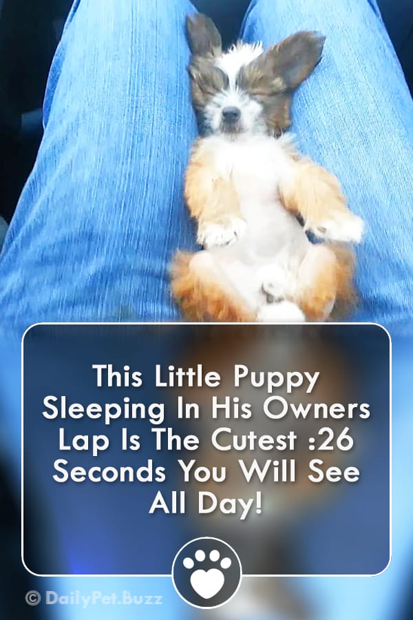 This Little Puppy Sleeping In His Owners Lap Is The Cutest :26 Seconds You Will See All Day!