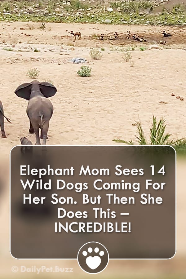 Elephant Mom Sees 14 Wild Dogs Coming For Her Son. But Then She Does This – INCREDIBLE!