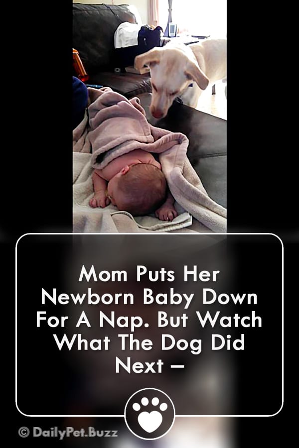 Mom Puts Her Newborn Baby Down For A Nap. But Watch What The Dog Did Next –