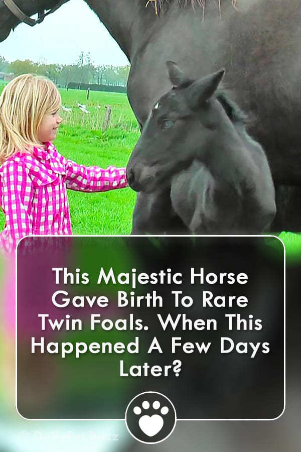 This Majestic Horse Gave Birth To Rare Twin Foals. When This Happened A Few Days Later?