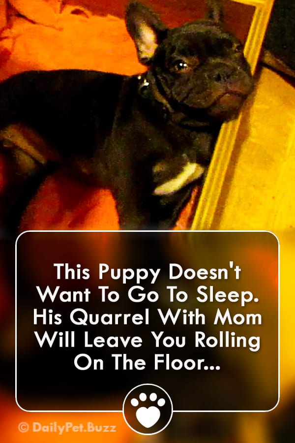 This Puppy Doesn\'t Want To Go To Sleep. His Quarrel With Mom Will Leave You Rolling On The Floor...