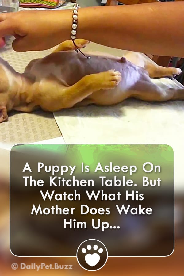 A Puppy Is Asleep On The Kitchen Table. But Watch What His Mother Does Wake Him Up...