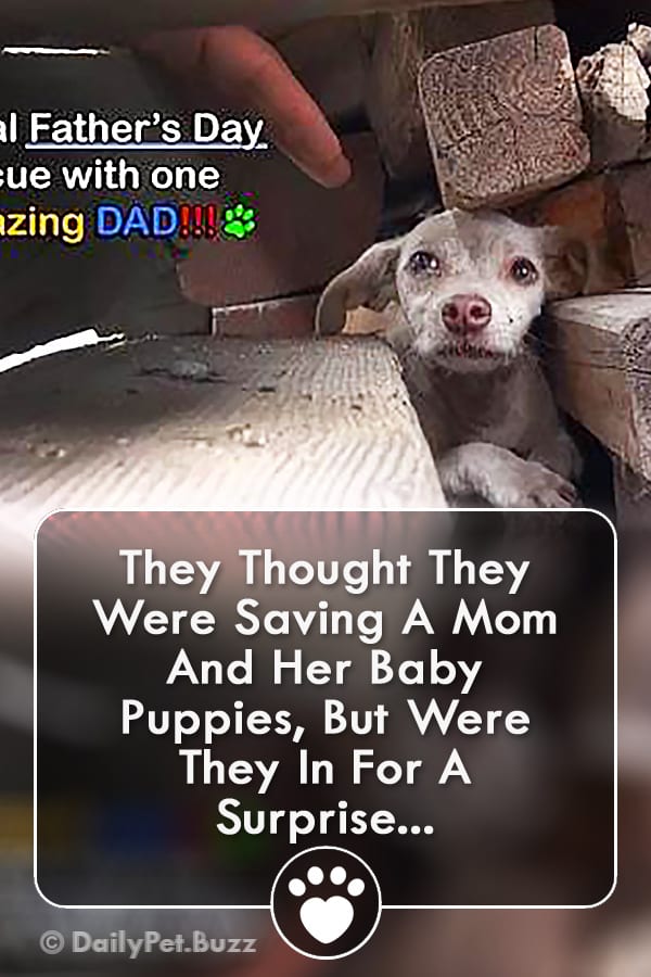 They Thought They Were Saving A Mom And Her Baby Puppies, But Were They In For A Surprise...