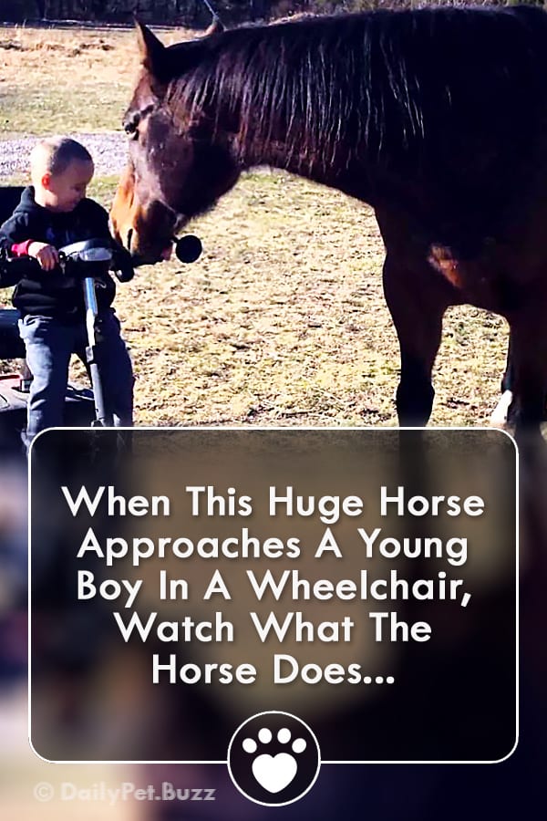When This Huge Horse Approaches A Young Boy In A Wheelchair, Watch What The Horse Does...