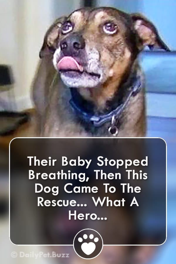 Their Baby Stopped Breathing, Then This Dog Came To The Rescue... What A Hero...