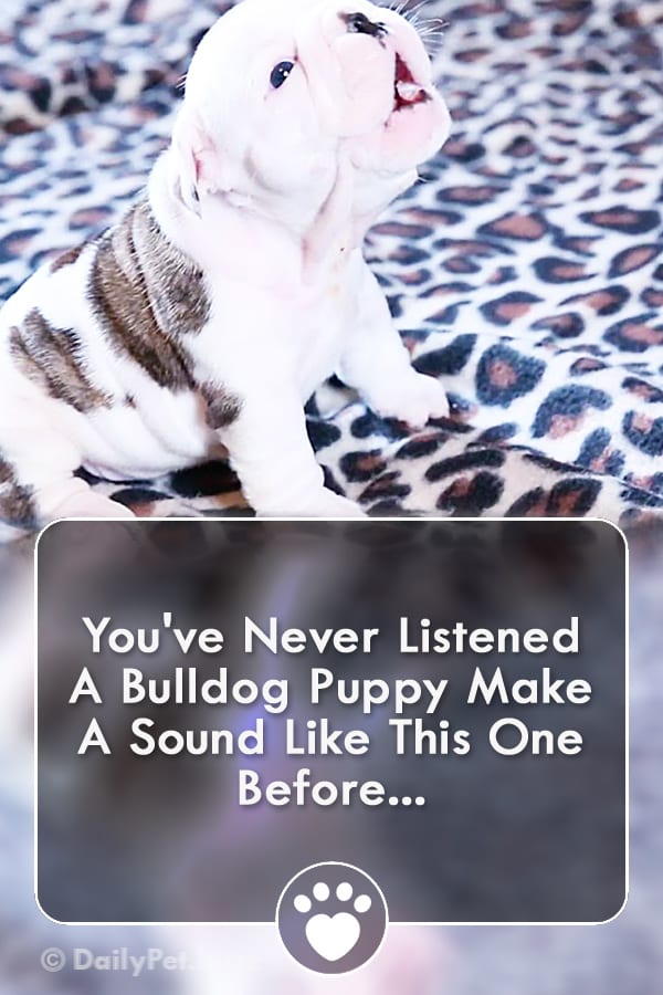 You\'ve Never Listened A Bulldog Puppy Make A Sound Like This One Before...