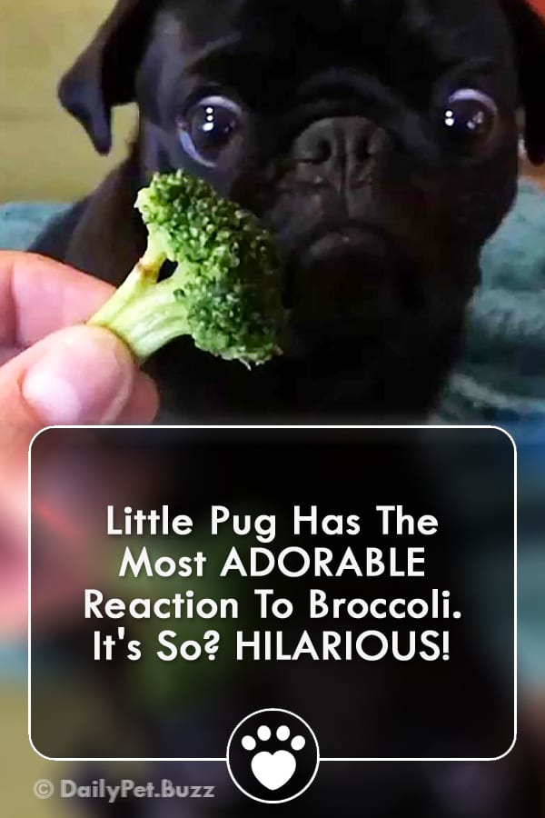 Little Pug Has The Most ADORABLE Reaction To Broccoli. It\'s So? HILARIOUS!