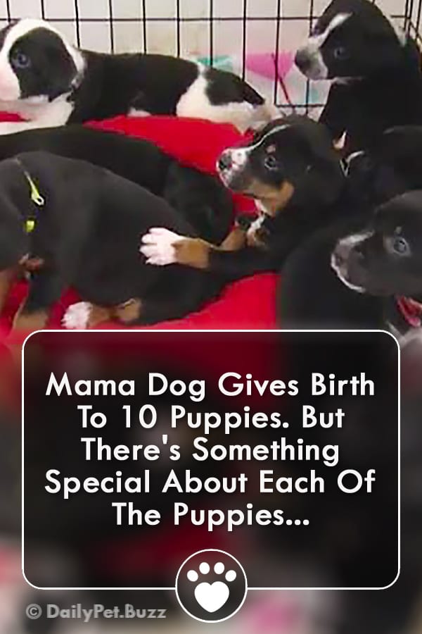 Mama Dog Gives Birth To 10 Puppies. But There\'s Something Special About Each Of The Puppies...