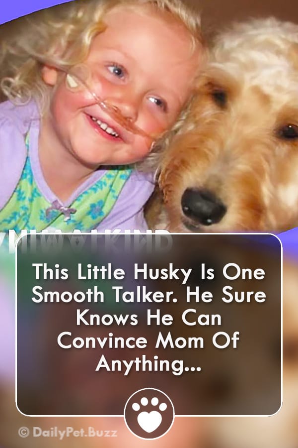 This Little Husky Is One Smooth Talker. He Sure Knows He Can Convince Mom Of Anything...
