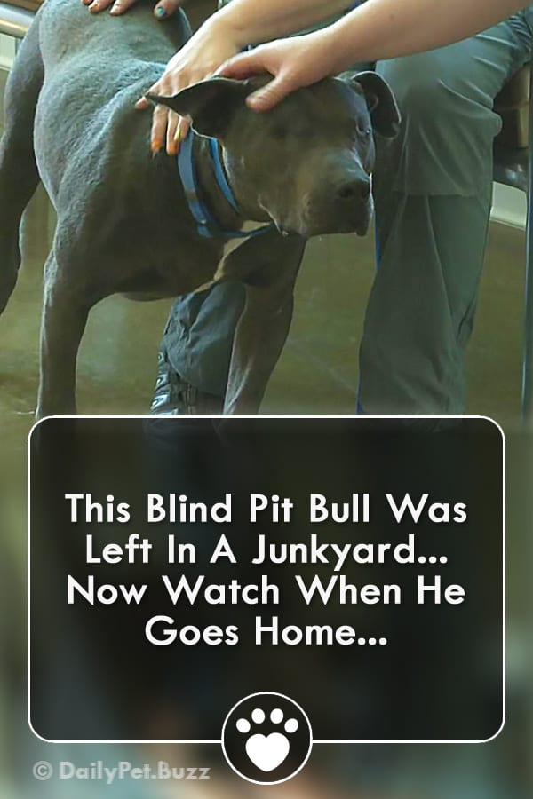 This Blind Pit Bull Was Left In A Junkyard... Now Watch When He Goes Home...