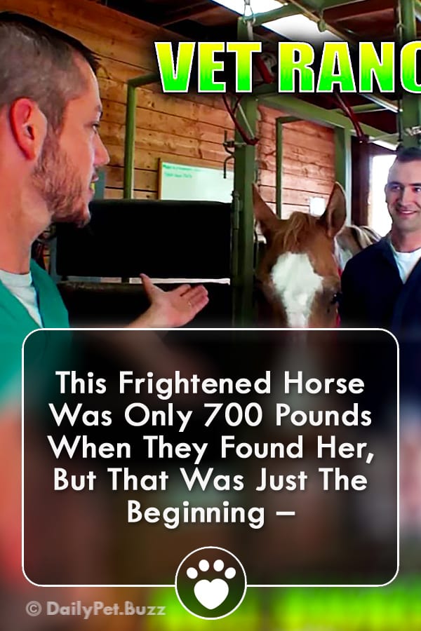 This Frightened Horse Was Only 700 Pounds When They Found Her, But That Was Just The Beginning –