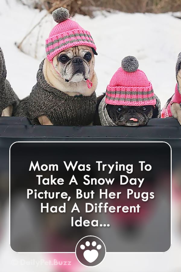 Mom Was Trying To Take A Snow Day Picture, But Her Pugs Had A Different Idea...