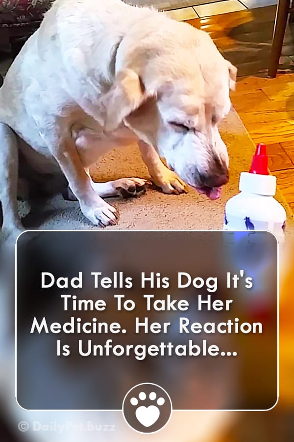 Dad Tells His Dog It\'s Time To Take Her Medicine. Her Reaction Is Unforgettable...