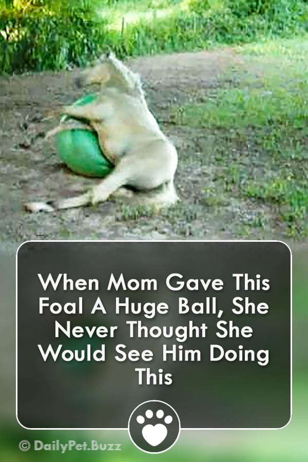 When Mom Gave This Foal A Huge Ball, She Never Thought She Would See Him Doing This