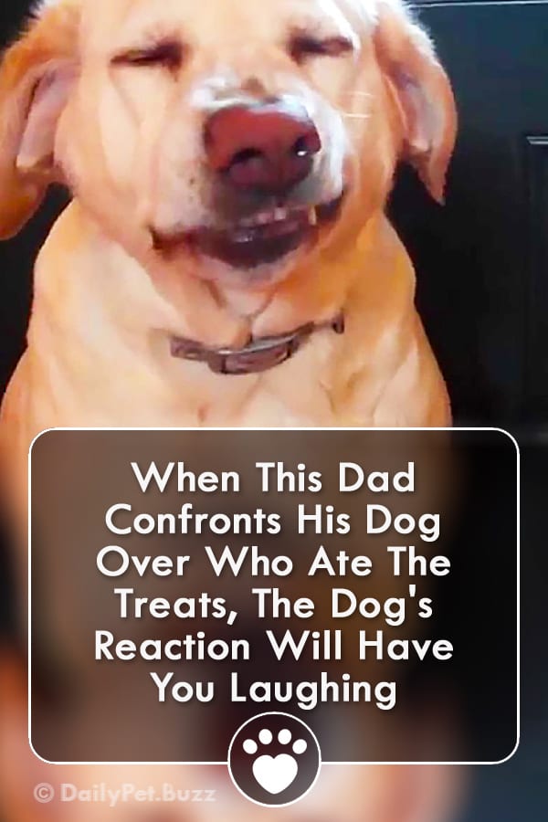 When This Dad Confronts His Dog Over Who Ate The Treats, The Dog\'s Reaction Will Have You Laughing