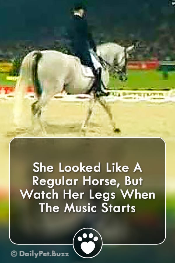 She Looked Like A Regular Horse, But Watch Her Legs When The Music Starts
