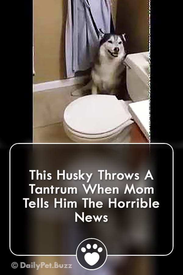 This Husky Throws A Tantrum When Mom Tells Him The Horrible News