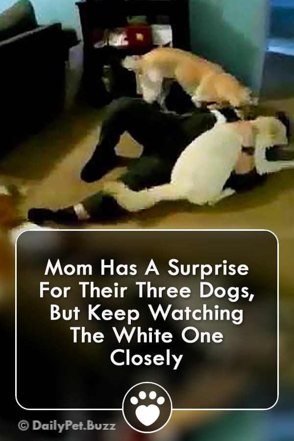 Mom Has A Surprise For Their Three Dogs, But Keep Watching The White One Closely