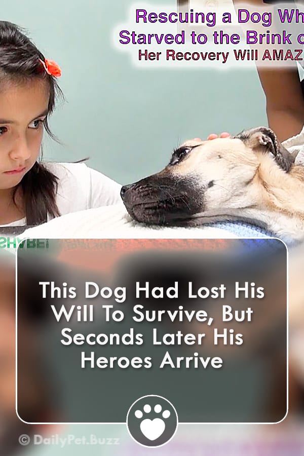 This Dog Had Lost His Will To Survive, But Seconds Later His Heroes Arrive