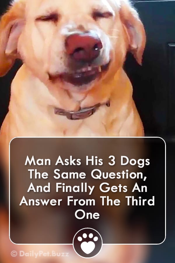Man Asks His 3 Dogs The Same Question, And Finally Gets An Answer From The Third One