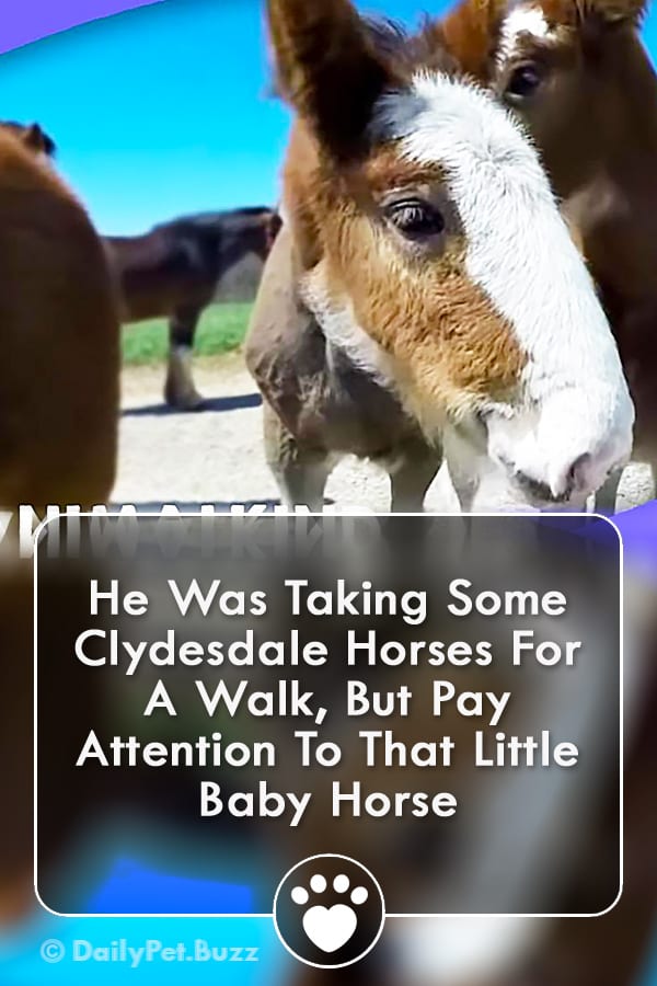 He Was Taking Some Clydesdale Horses For A Walk, But Pay Attention To That Little Baby Horse