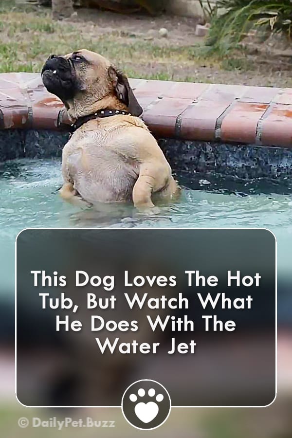 This Dog Loves The Hot Tub, But Watch What He Does With The Water Jet