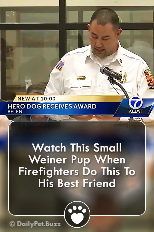 Watch This Small Weiner Pup When Firefighters Do This To His Best Friend