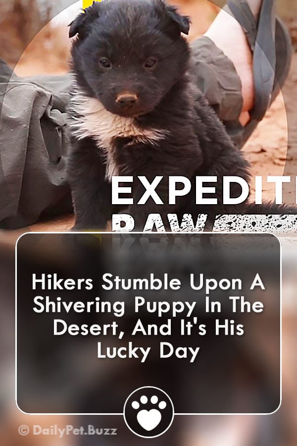 Hikers Stumble Upon A Shivering Puppy In The Desert, And It\'s His Lucky Day