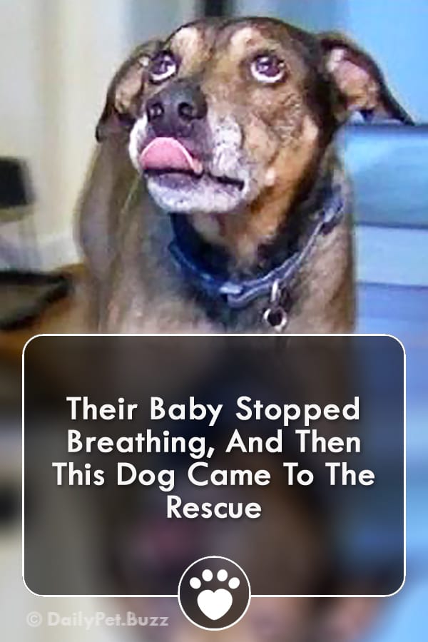 Their Baby Stopped Breathing, And Then This Dog Came To The Rescue