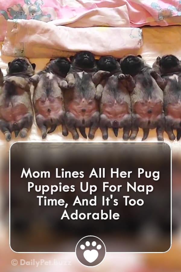 Mom Lines All Her Pug Puppies Up For Nap Time, And It\'s Too Adorable