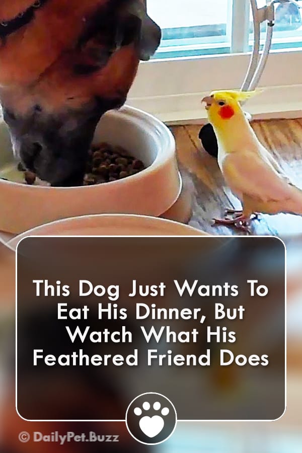 This Dog Just Wants To Eat His Dinner, But Watch What His Feathered Friend Does