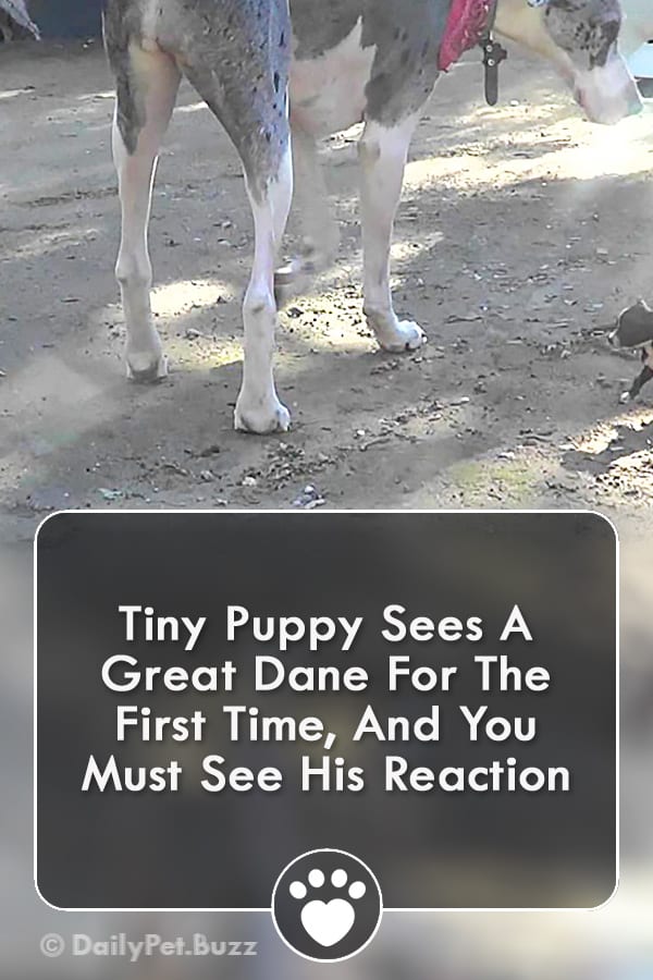 Tiny Puppy Sees A Great Dane For The First Time, And You Must See His Reaction