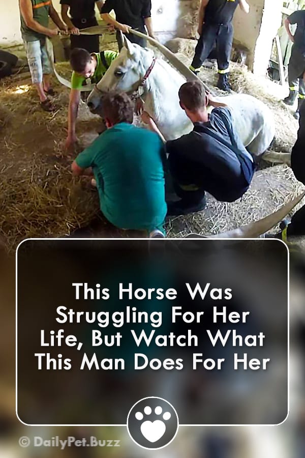 This Horse Was Struggling For Her Life, But Watch What This Man Does For Her