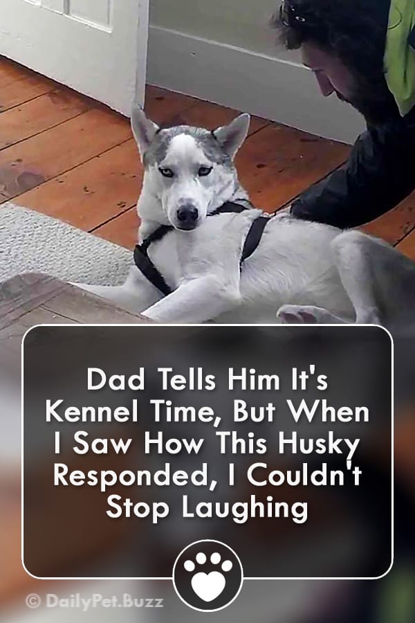Dad Tells Him It\'s Kennel Time, But When I Saw How This Husky Responded, I Couldn\'t Stop Laughing