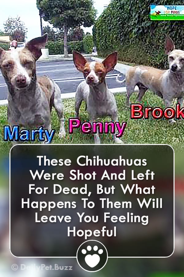 These Chihuahuas Were Shot And Left For Dead, But What Happens To Them Will Leave You Feeling Hopeful