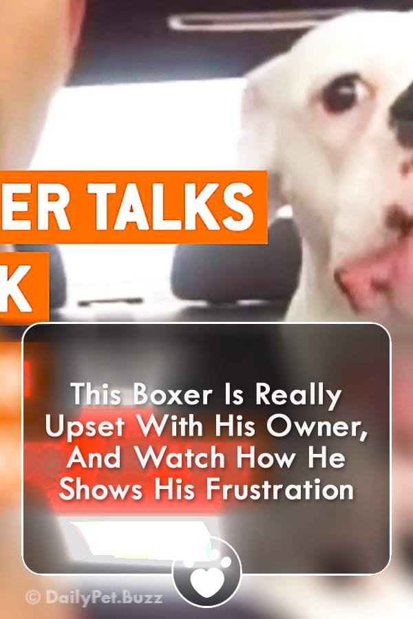 This Boxer Is Really Upset With His Owner, And Watch How He Shows His Frustration